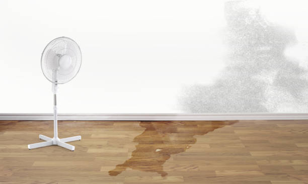 Best Professional water damage repair  in Dublin, PA